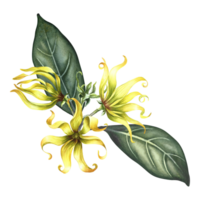 Ylang-ylang flowers. A branch of exotic fragrant yellow flowers with leaves. Hand-drawn watercolor illustration. Clip art, highlight it. An element of the design of packaging, postcards and labels. png