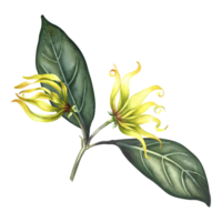 Ylang-ylang flowers. A branch of exotic fragrant yellow flowers with leaves. Hand-drawn watercolor illustration. Clip art, highlight it. An element of the design of packaging, postcards and labels. png