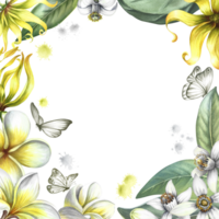 un' telaio con profumo fiori di plumeria, frangipane, arancia fiorire e ylang-ylang. Vintage ▾ delicato telaio con tropicale fiori e farfalle. disegnato a mano acquerello illustrazione. per cartoline. png