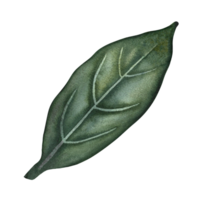 The green leaf of the plant. A hand-drawn watercolor illustration. Highlight it. An element for the design of packaging, postcards and labels. For banners, flyers, flyers and posters. png