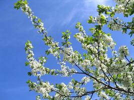 Blossoming tree with white flowers photo