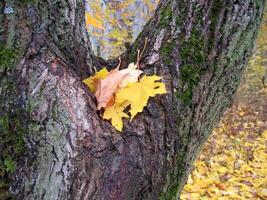 Autumn leaves of maple tree on tree trunk photo