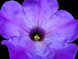 hermosa lila petunia flor foto