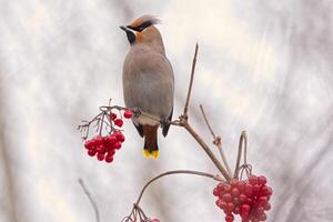 cedro Waxwing con Highbush arándanos foto