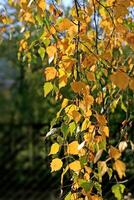 hermosa otoño hojas de abedul árbol foto