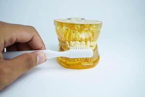 mano hombre dentista limpieza dental mandíbula modelo con cepillo de dientes aislado en blanco antecedentes foto