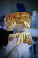 dentista participación un artificial inferior mandíbula. dental prótesis. diente lámina. dental modelo médico objeto para enseñando estudiante en dental cuidado colegio foto