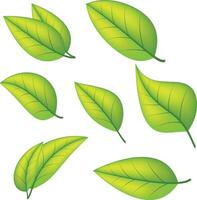 Various shapes and forms of green leaves set design vector