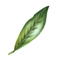 The green leaf of the orange tree. Hand-drawn watercolor illustration. Highlight it. An element of the design of packaging, postcards and labels. For banners, flyers, advertisements and posters. png