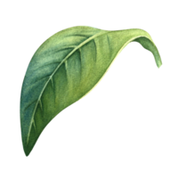 The green leaf of the plant. A hand-drawn watercolor illustration. Highlight it. An element for the design of packaging, postcards and labels. For banners, flyers, flyers and posters. png