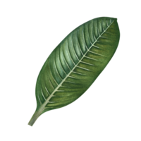 Green frangipani leaf. A hand-drawn watercolor illustration. Highlight it. An element for the design of packaging, postcards and labels. For banners, flyers, advertisements and posters. png