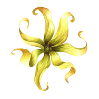 Ylang-ylang. An exotic tropical fragrant flower. Hand-drawn watercolor illustration. Highlight it. An element of the design of packaging, postcards and labels. For banners, flyers, advertisements. png