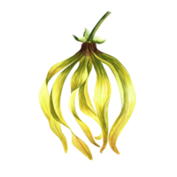 Ylang-ylang. An exotic tropical fragrant flower. Hand-drawn watercolor illustration. Highlight it. An element of the design of packaging, postcards and labels. For banners, flyers, advertisements. png