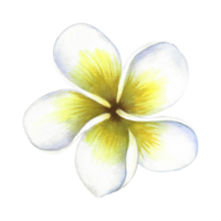 plumeria. een exotisch tropisch geurig bloem. een hand getekend waterverf illustratie. hoogtepunt het. een element voor de ontwerp van verpakking, ansichtkaarten en etiketten. voor spandoeken, flyers, flyers en affiches. png