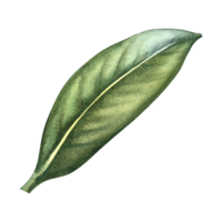 The green leaf of the orange tree. Hand-drawn watercolor illustration. Highlight it. An element of the design of packaging, postcards and labels. For banners, flyers, advertisements and posters. png