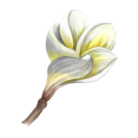 plumeria. een exotisch tropisch geurig bloem. een hand getekend waterverf illustratie. hoogtepunt het. een element voor de ontwerp van verpakking, ansichtkaarten en etiketten. voor spandoeken, flyers, flyers en affiches. png