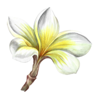 plumeria. een exotisch tropisch geurig bloem. een hand getekend waterverf illustratie. hoogtepunt het. een element voor de ontwerp van verpakking, ansichtkaarten en etiketten. voor spandoeken, flyers, flyers en affiches. png