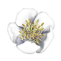 Jasmine is a fragrant flower. The head of a blooming perfume jasmine. Hand-drawn watercolor illustration. Highlight it. An element for the design of packaging, postcards and labels. For banner, flyer png