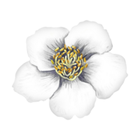 Jasmin ist ein duftend Blume. das Kopf von ein Blühen Parfüm Jasmin. handgemalt Aquarell Illustration. Markieren Es. ein Element zum das Design von Verpackung, Postkarten und Etiketten. zum Banner, Flyer png