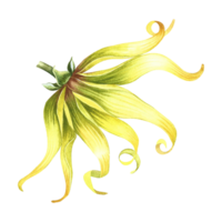 Ylang-ylang. An exotic tropical fragrant flower. Hand-drawn watercolor illustration. Highlight it. An element of the design of packaging, postcards and labels. For banners, flyers, advertisements. png