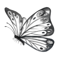 The grey butterfly is flying. A hand-drawn watercolor illustration. Isolate. For prints, postcard design, banners, flyers. For home decor, packaging and labels. png