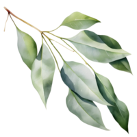 AI generated Eucalyptus leaf wedding png