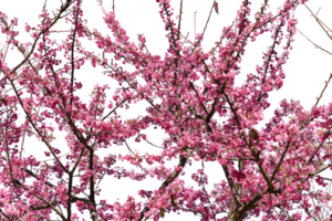 Branches of pink Cherry blossoms on the tree isolated on transparent background. png