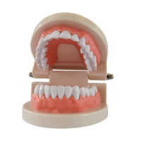 tänder modell isolerat på transparent bakgrund, png fil. akryl mänsklig käke för studerar oral hygien.