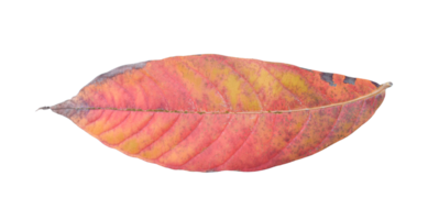 Natural dry leaf isolated on transparent background. PNG File