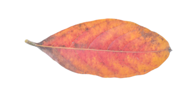 Natural dry leaf isolated on transparent background. PNG File