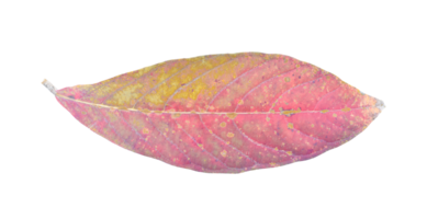 Natural dry leaf isolated on transparent background. PNG File