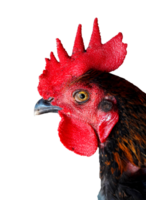 close up of chicken head isolated on transparent background png