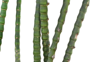 Branches of bamboo isolated on transparent background. png