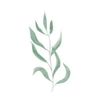Watercolor eucalyptus twigs and leaves.Hand drawn eucalyptus twigs.For design and decoration. png