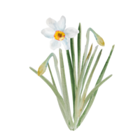 Bouquet of daffodils. Watercolor spring floral illustration, hand drawn. Easter, Valentine, wedding invitation. png