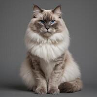 AI generated Full body of a ragdoll cat on plain background photo