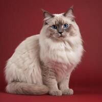 AI generated Full body of a ragdoll cat on plain background photo