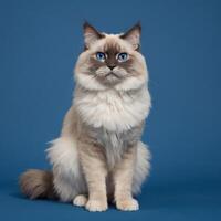 AI generated Full body of a ragdoll cat on plain background photo