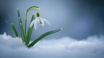 AI generated The snowdrop has blossomed. A white flower grew out of the snow. Symbol of the beginning of spring. Copy space. photo