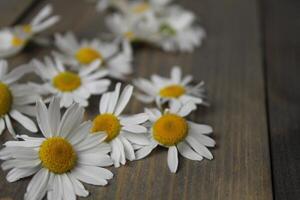 Chamomile flower with white petals and yellow center photo