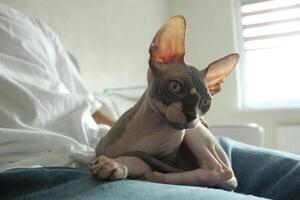 Pets. Unusual cats. How to care for sphynxes hairless cats. Gray Sphynx cat sitting on his hands and looking at the camera photo