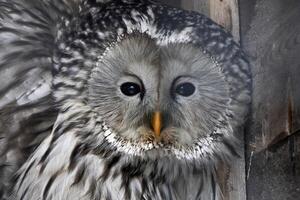 Ural owl Strix uralensis close up portrait photo