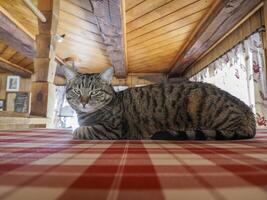 cat hiding on a bed photo