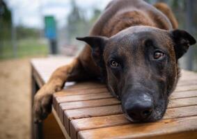 Portrait of a Belgian shepherd. photo