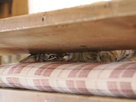 cat hiding on a bed photo