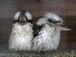 kookaburra couple the australian laughing bird photo