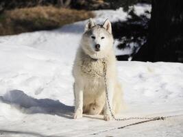 Sled dog with husky dogs in snow mountains white background in dolomites on sunny day photo