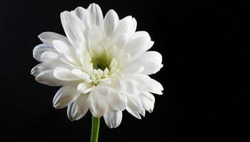 AI generated a white flower is shown against a black background photo