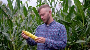 agronoom met maïs in zijn handen op zoek Bij de camera video