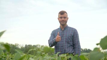 Farmer suchen beim Kamera auf Sojabohne Feld. Konzept Ökologie, bio Produkt, Inspektion, natürlich Produkte video